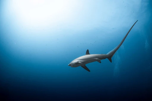 ULTIMATE THRESHER SHARK ADVENTURE