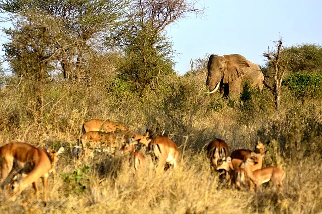 Amboseli National Park