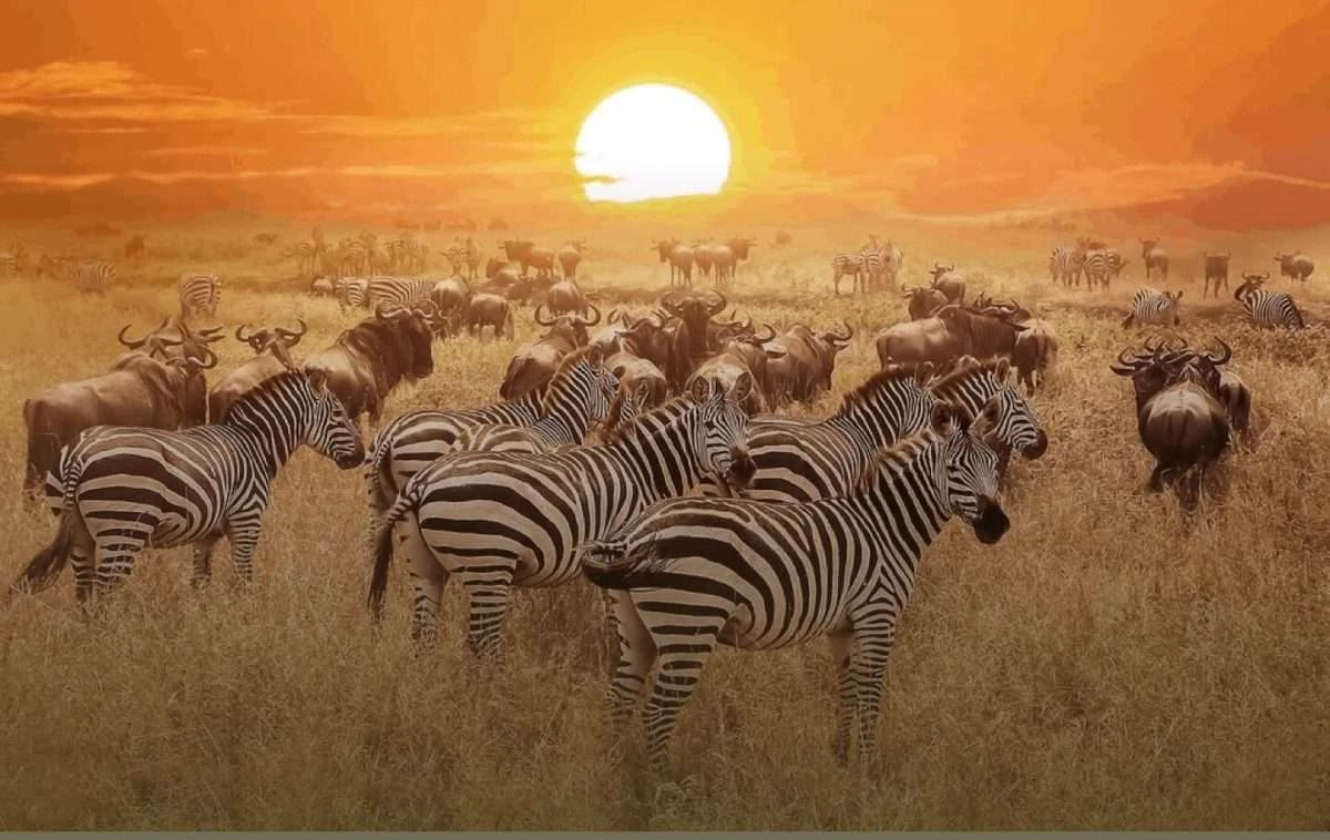 Maasai Mara National Reserve - Kenya