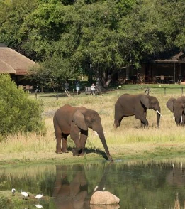 Bakubung Bush Lodge