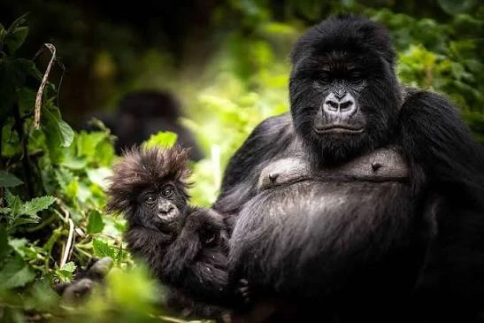 Rwanda